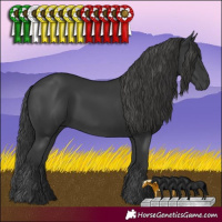 Horse Color:Black 