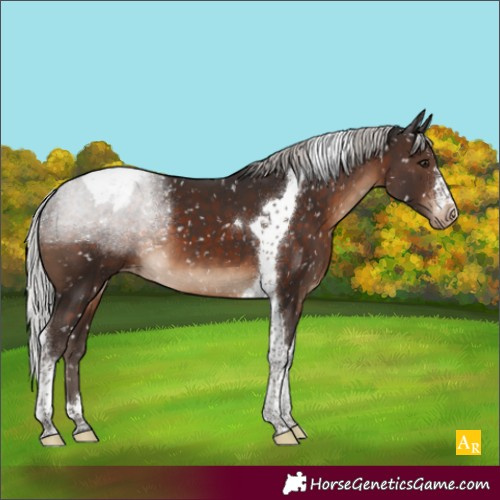 Horse Color:Silver Brown Tobiano Appaloosa