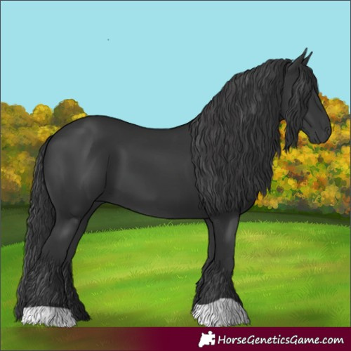 Horse Color:Black 