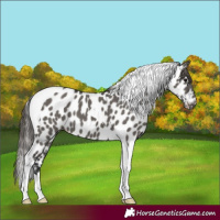 Horse Color:Grullo Tobiano Near Leopard 