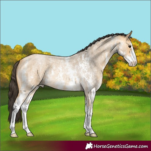 Horse Color:Buckskin Roan Sabino 