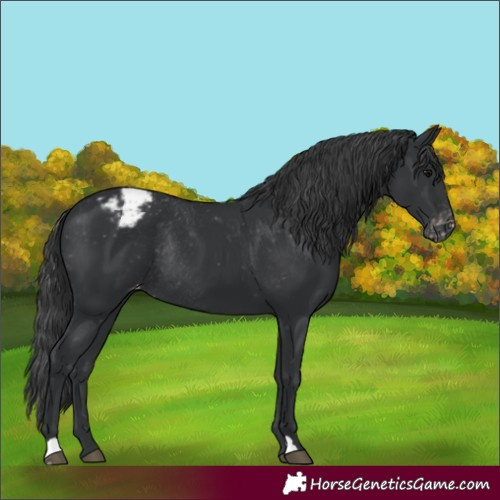 Horse Color:Black Appaloosa Rabicano 