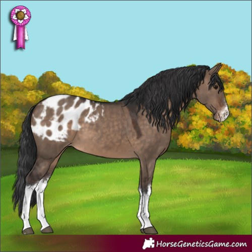 Horse Color:White Spotted Brown Dun Appaloosa 