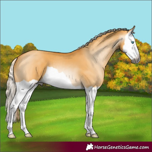 Horse Color:Gray Palomino Dun Splash 
