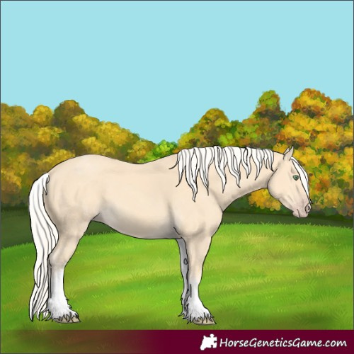 Horse Color:White Spotted Gold Cream Champagne 
