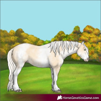 Horse Color:White Spotted Gold Cream Champagne