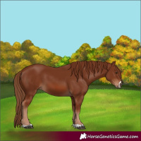 Horse Color:Chestnut 
