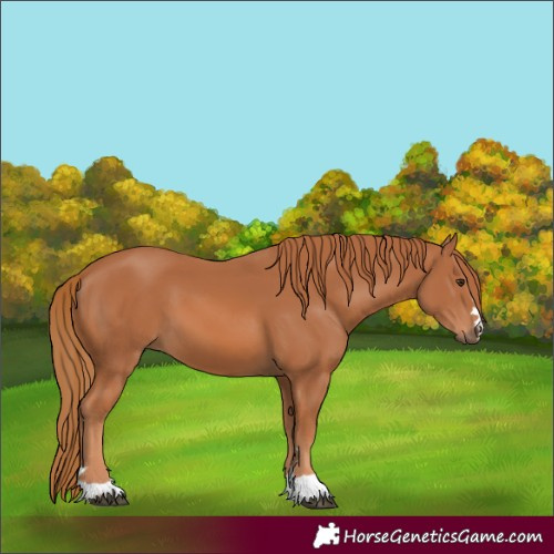 Horse Color:Chestnut 