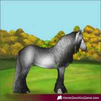 Horse Color:Gray Black 