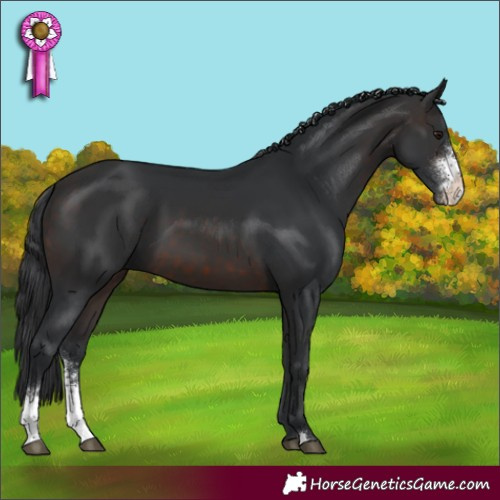 Horse Color:Brown Mushroom Sabino 
