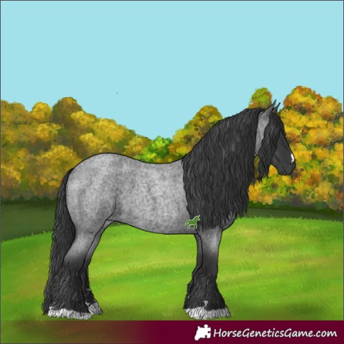 Horse Color:Blue Roan 