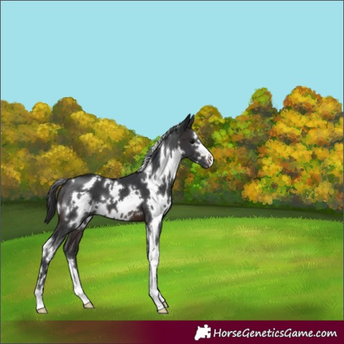 Horse Color:White Spotted Brown 