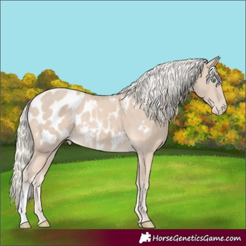 Horse Color:Cremello Appaloosa 