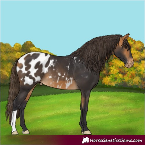 Horse Color:Cremello Appaloosa 