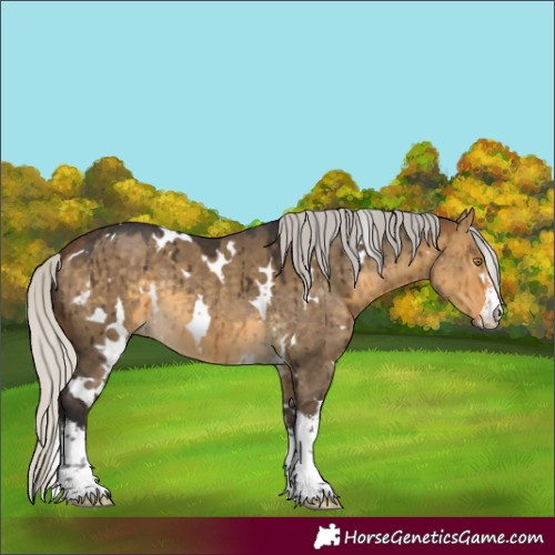 Horse Color:White Spotted Silver Buckskin Dun Brindle