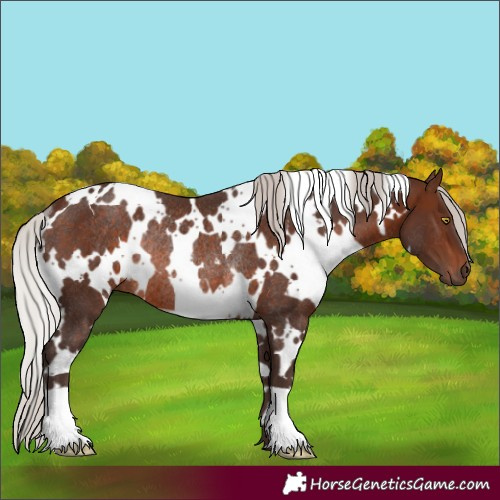 Horse Color:White Spotted Silver Brown Rabicano 