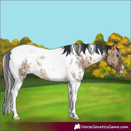 Horse Color:White Spotted Brown Dun Tobiano Rabicano Brindle