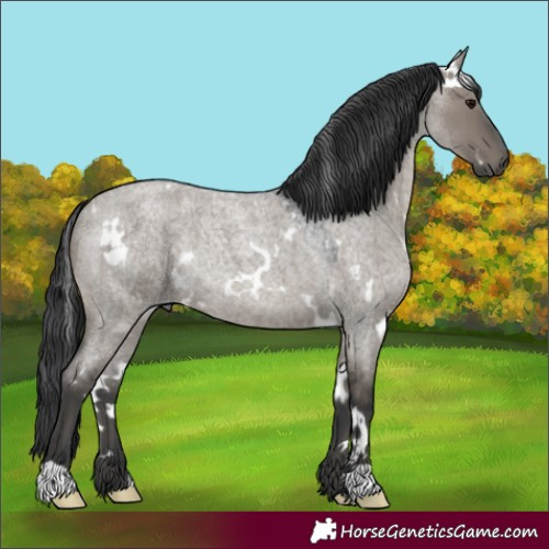 Horse Color:White Spotted Grullo Roan Rabicano
