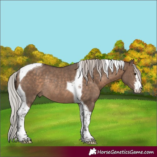 Horse Color:White Spotted Silver Brown Dun Tobiano Rabicano
