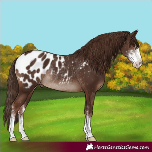 Horse Color:Liver Chestnut Sabino Appaloosa Rabicano