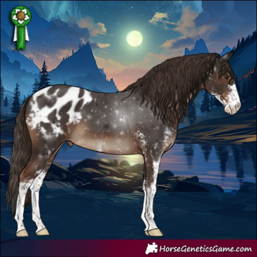 Horse Color:Liver Chestnut Sabino Appaloosa 