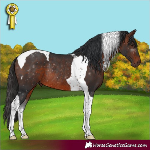 Horse Color:Brown Tobiano Rabicano 