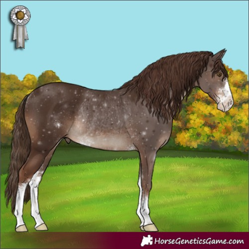 Horse Color:Liver Chestnut Sabino Rabicano 