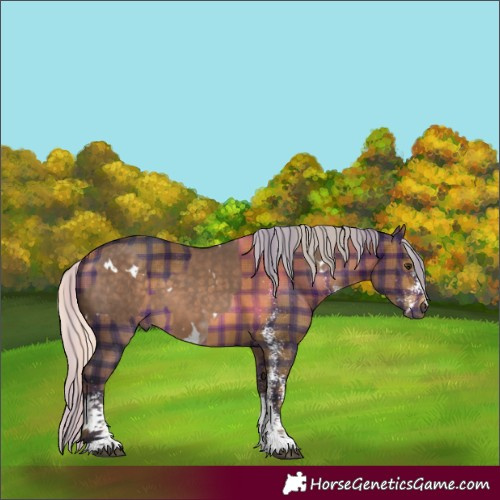 Horse Color:White Spotted Silver Brown Dun Sabino Splash  and Gray Plaid  White Spotted Silver Bay 