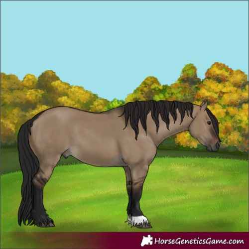 Horse Color:Gray Brown Dun 