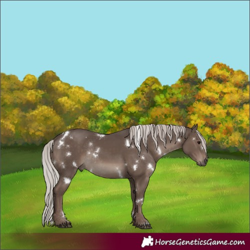 Horse Color:White Spotted Silver Black Rabicano