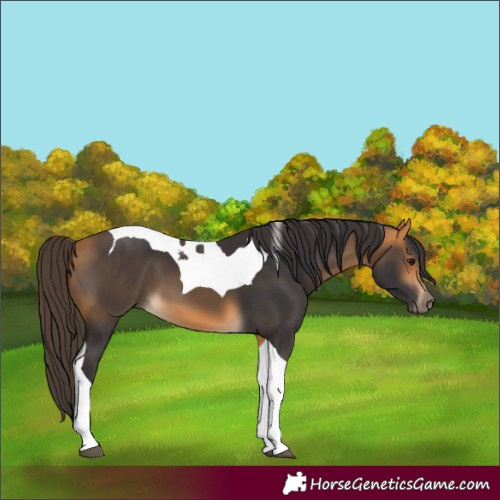 Horse Color:Buckskin Tobiano 