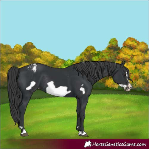 Horse Color:Black Frame Appaloosa Rabicano 