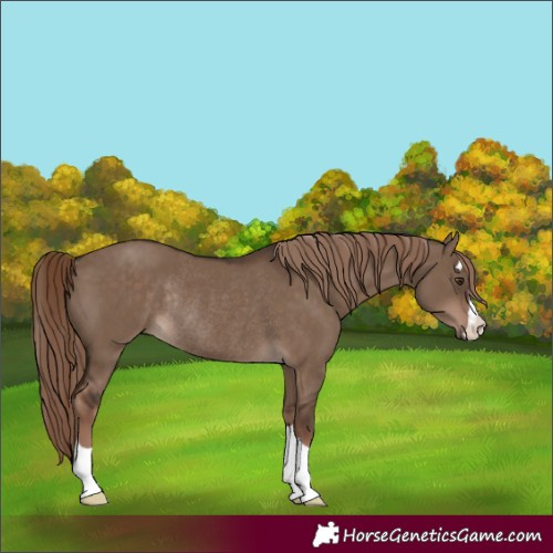 Horse Color:Liver Red Dun Rabicano 