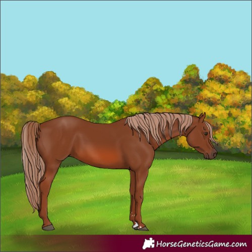 Horse Color:Chestnut 