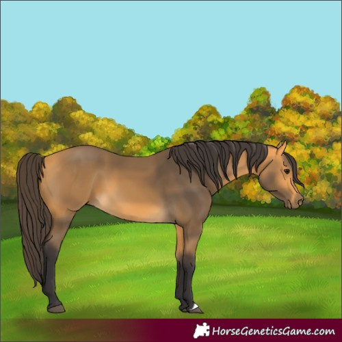 Horse Color:Buckskin 