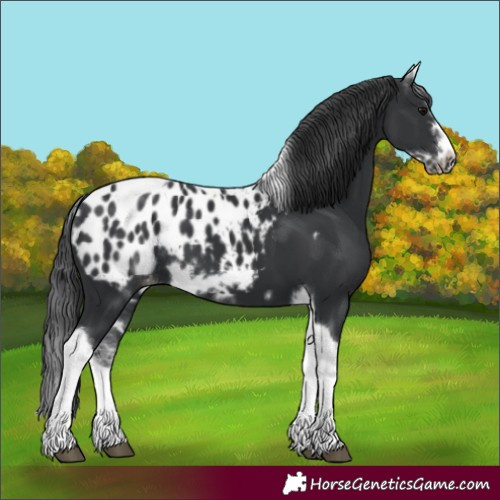 Horse Color:White Spotted Black Splash Tobiano Frame Appaloosa 