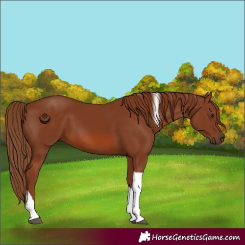 Horse Color:Chestnut Tobiano