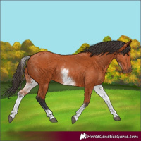 Horse Color:White Spotted Bay