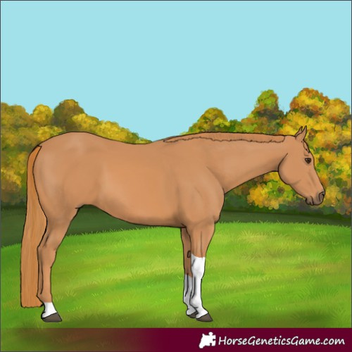 Horse Color:Chestnut Tobiano 