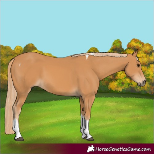 Horse Color:Chestnut Tobiano 