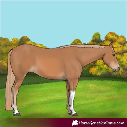 Horse Color:Chestnut Tobiano 