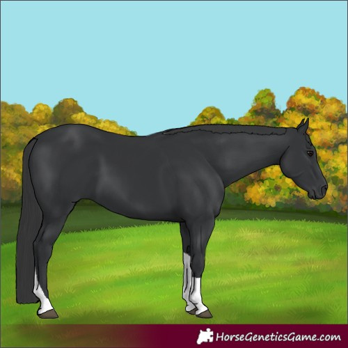 Horse Color:Black Tobiano 