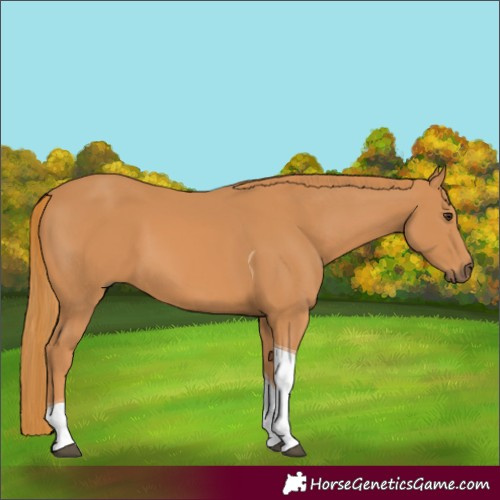 Horse Color:Chestnut Tobiano