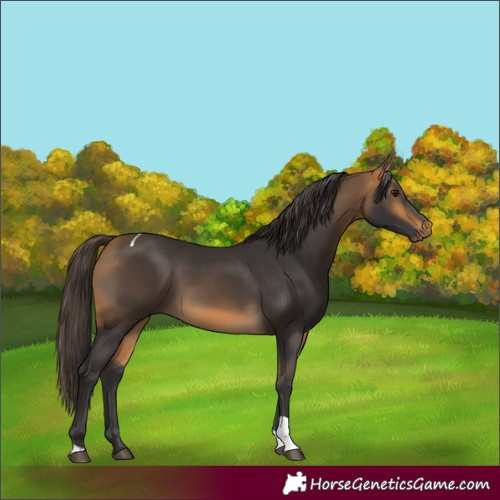 Horse Color:Buckskin Tobiano 