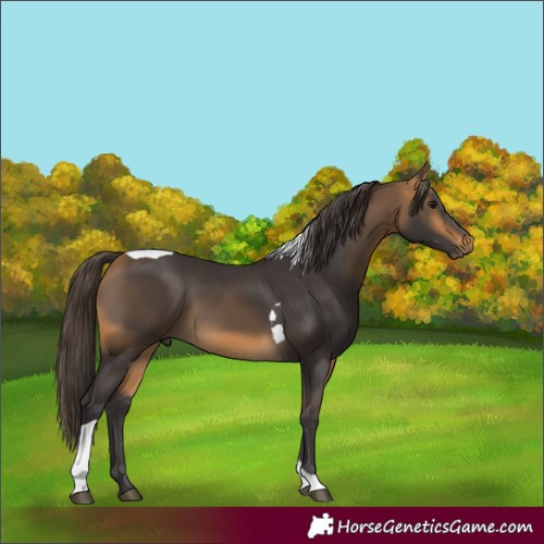 Horse Color:Buckskin Tobiano