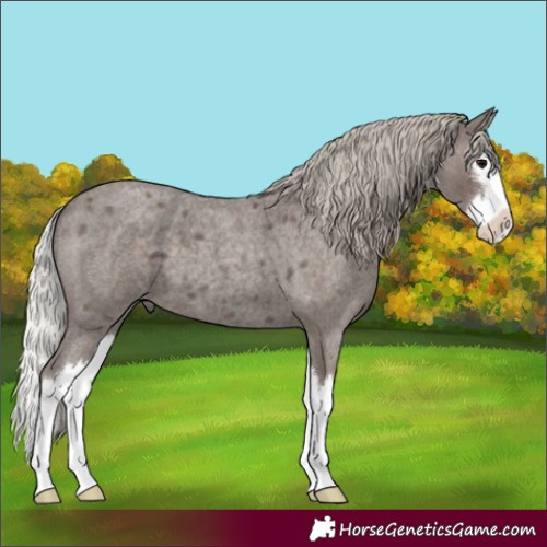 Horse Color:Silver Blue Roan Splash 