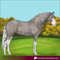Horse Color:Silver Blue Roan Splash