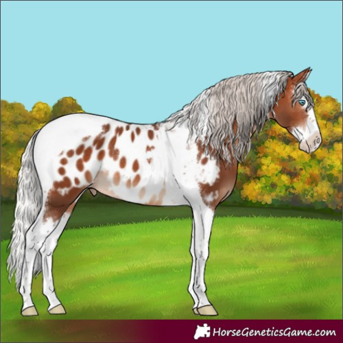Horse Color:Silver Brown Splash Tobiano Appaloosa 