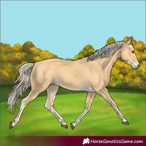 Horse Color:Palomino 