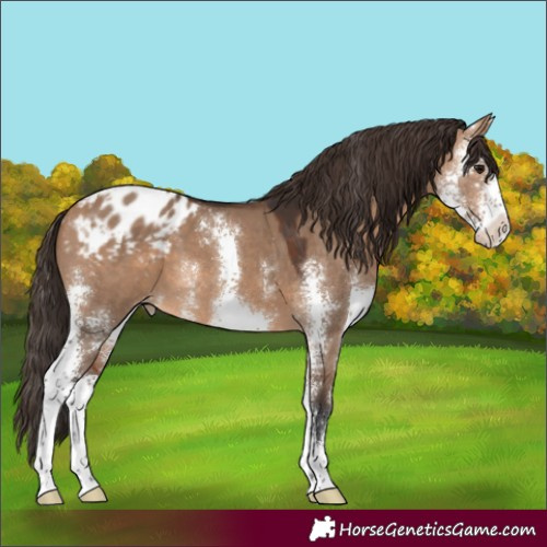 Horse Color:Bay Dun Sabino Appaloosa 